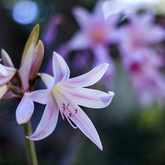 Nature Garden - Bodhi Khaya Nature Retreat - Xplorioâ„¢ Gansbaai