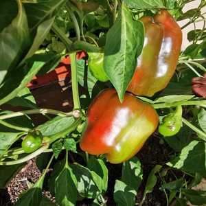 Rosemary_s_Garden_1617958679