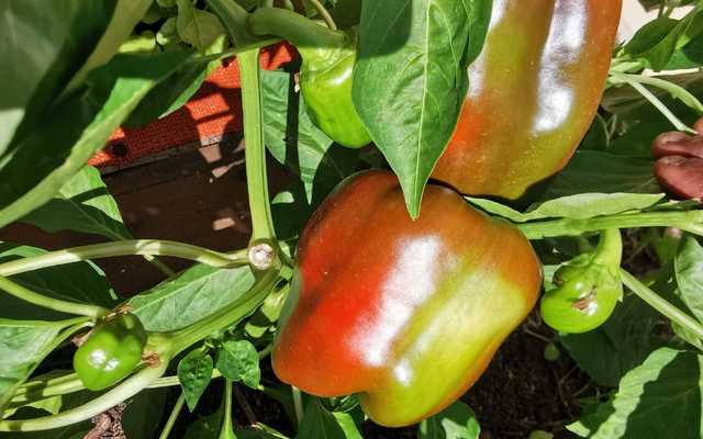 Rosemary_s_Garden_1617958679