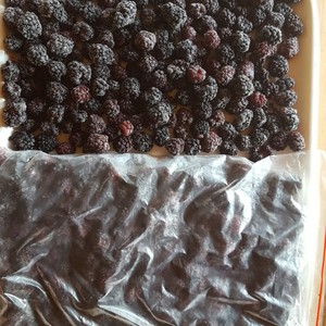 Frozen_Blackberries_1618215285
