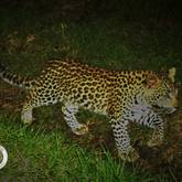 Wildlife Monitoring - Walker Bay Fynbos Conservancy - Xplorioâ„¢ Gansbaai