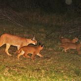 Wildlife Monitoring - Walker Bay Fynbos Conservancy - Xplorioâ„¢ Gansbaai