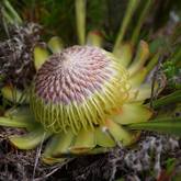 Protea Acaulos - Walker Bay Fynbos Conservancy - Xplorioâ„¢ Gansbaai