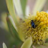 Leucadendron Modestum - Walker Bay Fynbos Conservancy - Xplorioâ„¢ Gansbaai