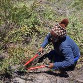 Alien Clearing - Walker Bay Fynbos Conservancy - Xplorioâ„¢ Gansbaai