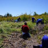 Alien Clearing - Walker Bay Fynbos Conservancy - Xplorioâ„¢ Gansbaai