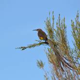 Birding - Walker Bay Fynbos Conservancy - Xplorioâ„¢ Gansbaai