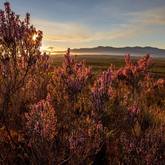 The Erica Irregularis - Walker Bay Fynbos Conservancy - Xplorioâ„¢ Gansbaai