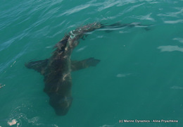 Daily Blog: 12 April 2021 | Shark Cage Diving in South Africa