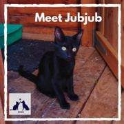 JubJub -Â Black Female Kitty