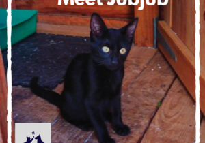 JubJub -Â Black Female Kitty