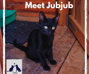 JubJub -Â Black Female Kitty