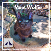 Wolfie -Â Black Make Kitten