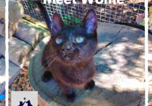 Wolfie -Â Black Make Kitten