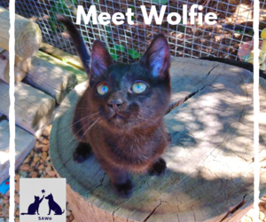 Wolfie -Â Black Make Kitten