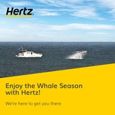 Enjoy the whale season with Hertz - Hertz Rent a Car - Xplorioâ„¢ Hermanus