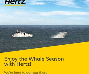Enjoy the Whale Season with Hertz!
