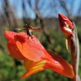 Walker Bay Fynbos Conservancy - Xplorioâ„¢ Gansbaai