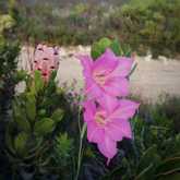 Walker Bay Fynbos Conservancy - Xplorioâ„¢ Gansbaai