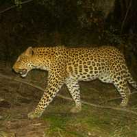 Wildlife Monitoring - Walker Bay Fynbos Conservancy - Xplorioâ„¢ Gansbaai