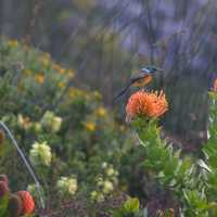 Walker Bay Fynbos Conservancy - Xplorioâ„¢ Gansbaai