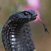 Snake - Walker Bay Fynbos Conservancy - Xplorioâ„¢ Gansbaai
