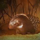 Wildlife Monitoring - Walker Bay Fynbos Conservancy - Xplorioâ„¢ Gansbaai