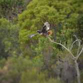 Birding - Walker Bay Fynbos Conservancy - Xplorioâ„¢ Gansbaai