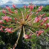 Walker Bay Fynbos Conservancy - Xplorioâ„¢ Gansbaai