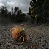 Walker Bay Fynbos Conservancy - Xplorioâ„¢ Gansbaai
