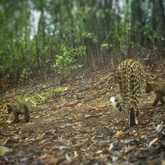 Walker Bay Fynbos Conservancy - Xplorioâ„¢ Gansbaai