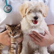 The Importance of Regular Veterinary Visits