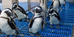 Dyer_island_cruises_rescued_penguins_finished_feeding_1532413571_1618914552