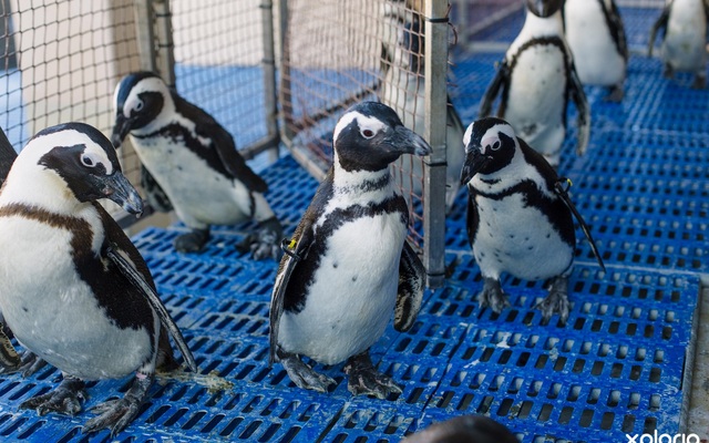 Dyer_island_cruises_rescued_penguins_finished_feeding_1532413571_1618914552