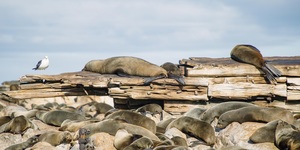 Dyer_island_cruises_seal_viewing_1532413021_1618914554