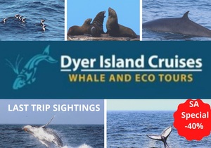 Next Dyer Island Marine Big 5 Tour: 24Â April 2021