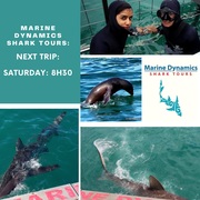 Next Marine Dynamics Shark Tour: 24 April 2021