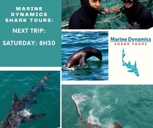 Next Marine Dynamics Shark Tour: 24 April 2021