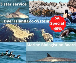 Next Marine Dynamics Shark Tour: 28 April 2021 (11h45)