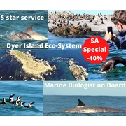 Next Dyer Island Marine Big 5 Tour: 28Â April 2021 (11h30)