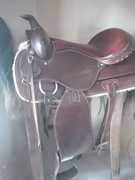 New Addition:Â American Saddle