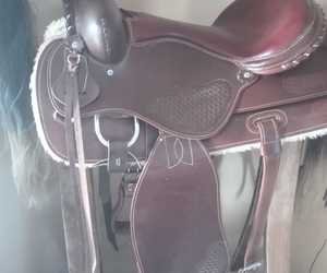 New Addition:Â American Saddle
