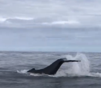 Next Dyer Island Marine Big 5 Trip: 30Â April 2021