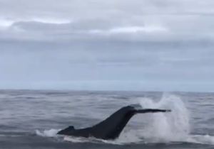 Next Dyer Island Marine Big 5 Trip: 30Â April 2021