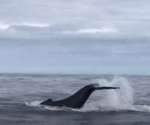 Next Dyer Island Marine Big 5 Trip: 30Â April 2021