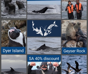 Next Marine Dynamics Shark Tour: 1 MayÂ 2021 (10h00)