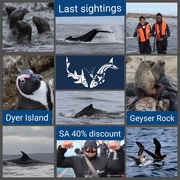 Next Dyer Island Marine Big 5 Trip: 1 MayÂ 2021 (10h15)