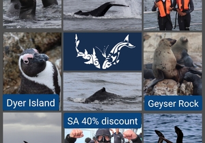 Next Dyer Island Marine Big 5 Trip: 1 MayÂ 2021 (10h15)