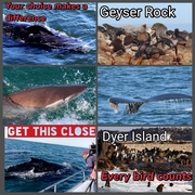 Next Marine Dynamics Shark Cage Diving: 4 May 2021