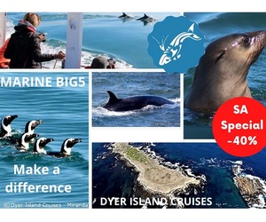Next Dyer Island Marine Big 5 Trip: 12 May 2021